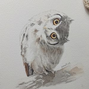 Original watercolor  owl